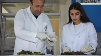 Şırnak’ta Yetişen Bitkilerin Alzheimer ve Diyabete Etkisi Belirlendi