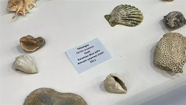 6 yaşında toplamaya başladı, 12'sinde müze kurdu